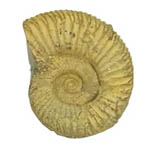 カテゴリ_化石標本サムネイル