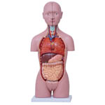 カテゴリ_模型・標本サムネイル