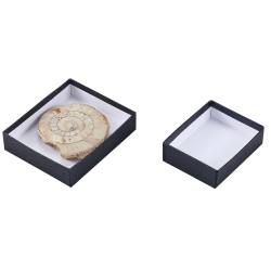 ※代表画像です。化石は付属していません。