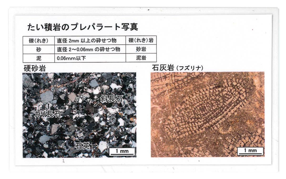 たい積岩標本（研磨） プレパラート写真付16RK【りかなび】ケニス