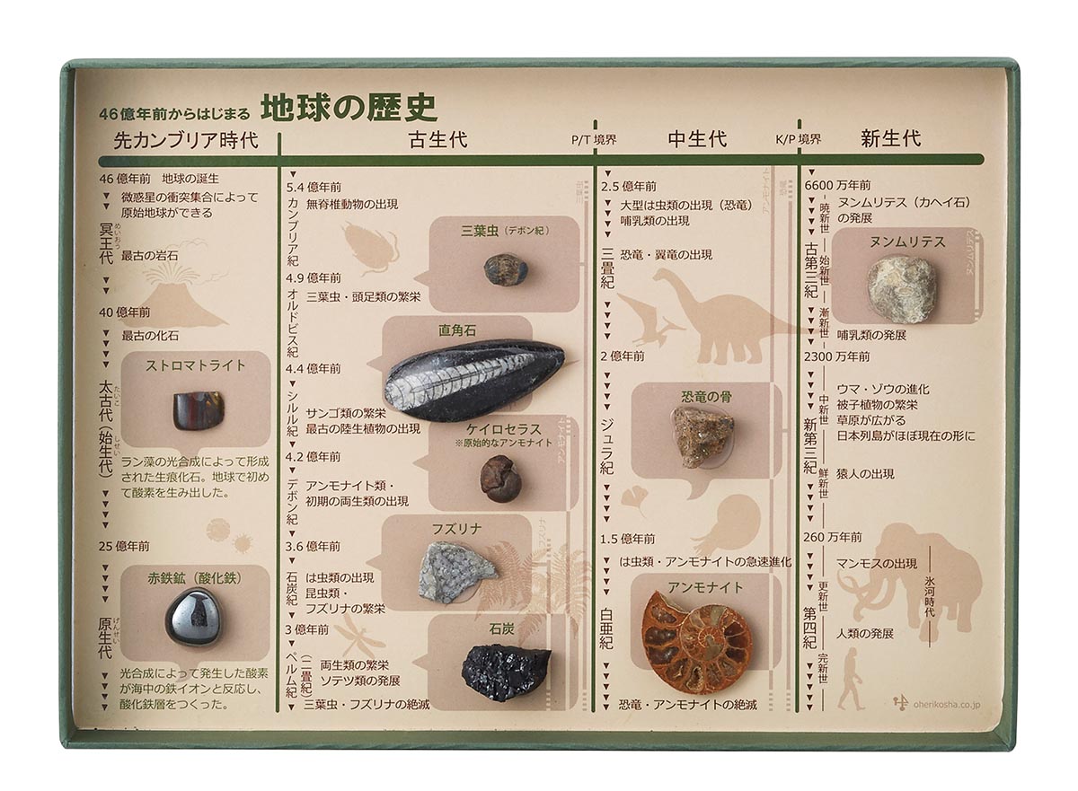 化石標本一覧【りかなび】ケニス株式会社