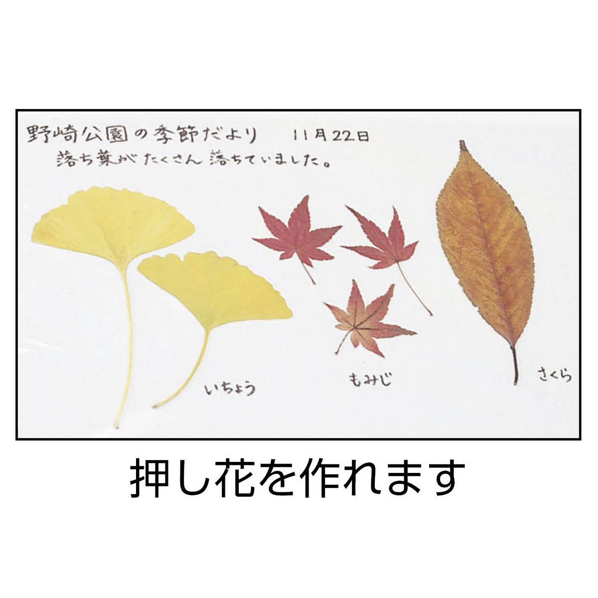 植物用解剖器セット（小学校用） DSP【りかなび】ケニス株式会社
