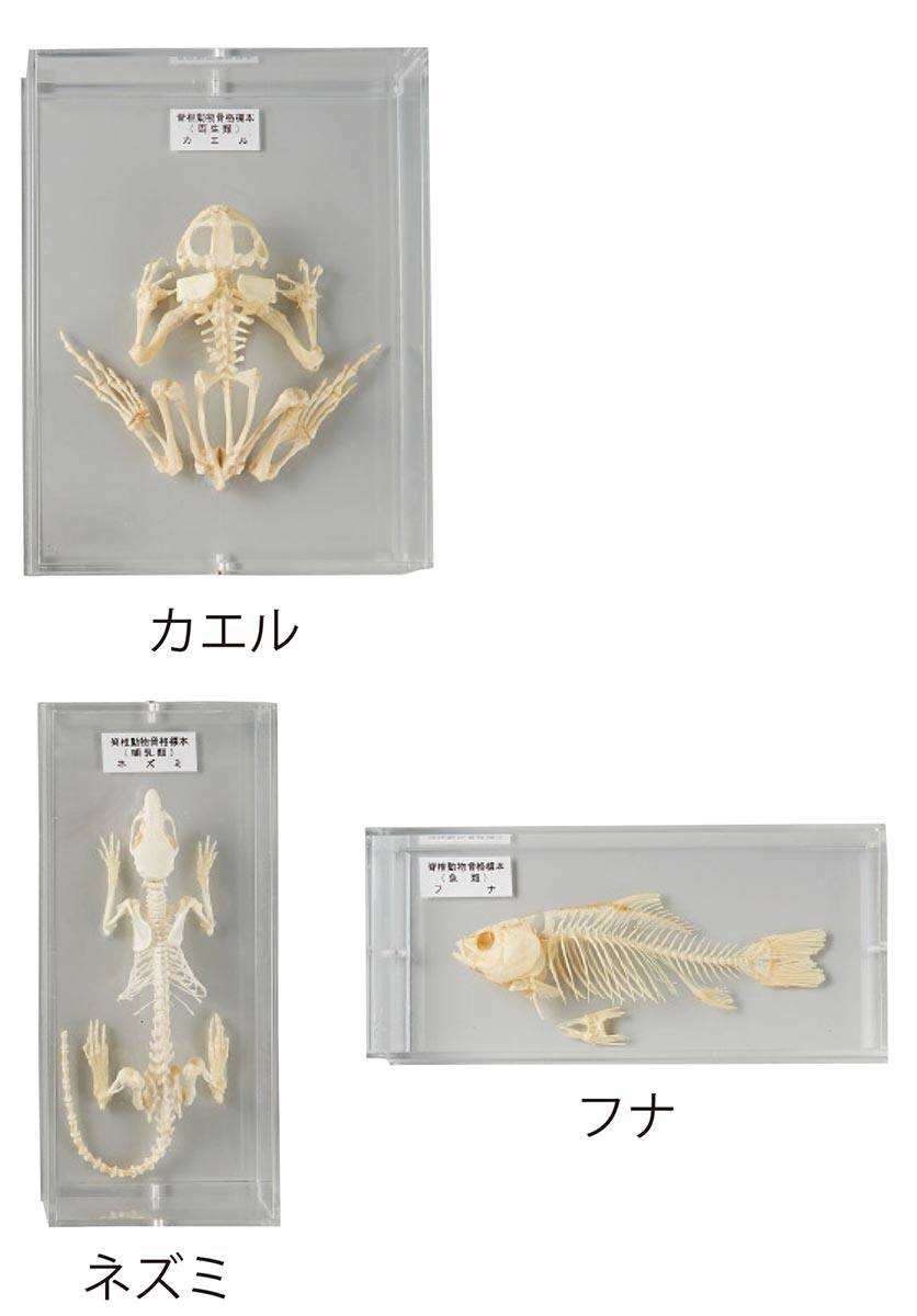 りかなび】セキツイ動物骨格標本 ３ＶＴ｜必要な商品を今すぐ検索