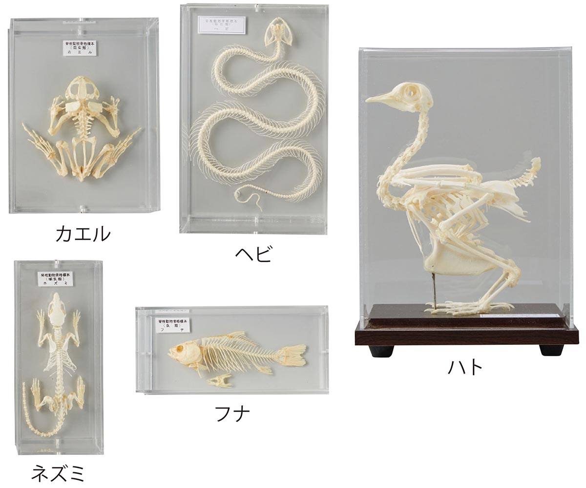 りかなび】セキツイ動物骨格標本 ５ＶＴ｜必要な商品を今すぐ検索