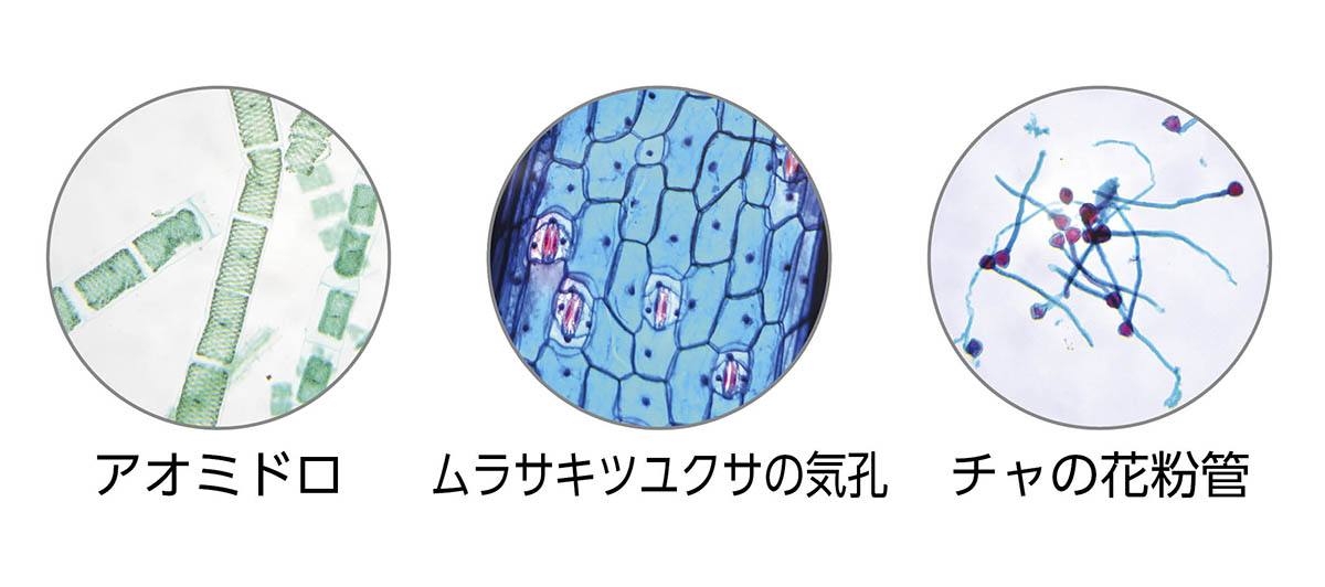 中学校用プレパラートセット 20P－3K（3個組）【りかなび