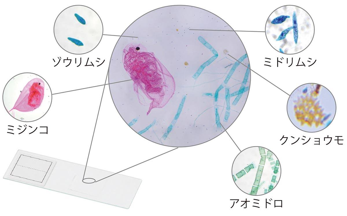 池の水の微生物プレパラート MIX【りかなび】ケニス株式会社