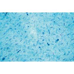 ※観察例です。