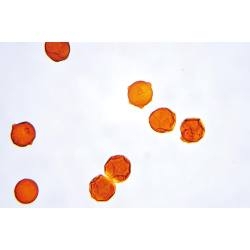 ※観察例です。