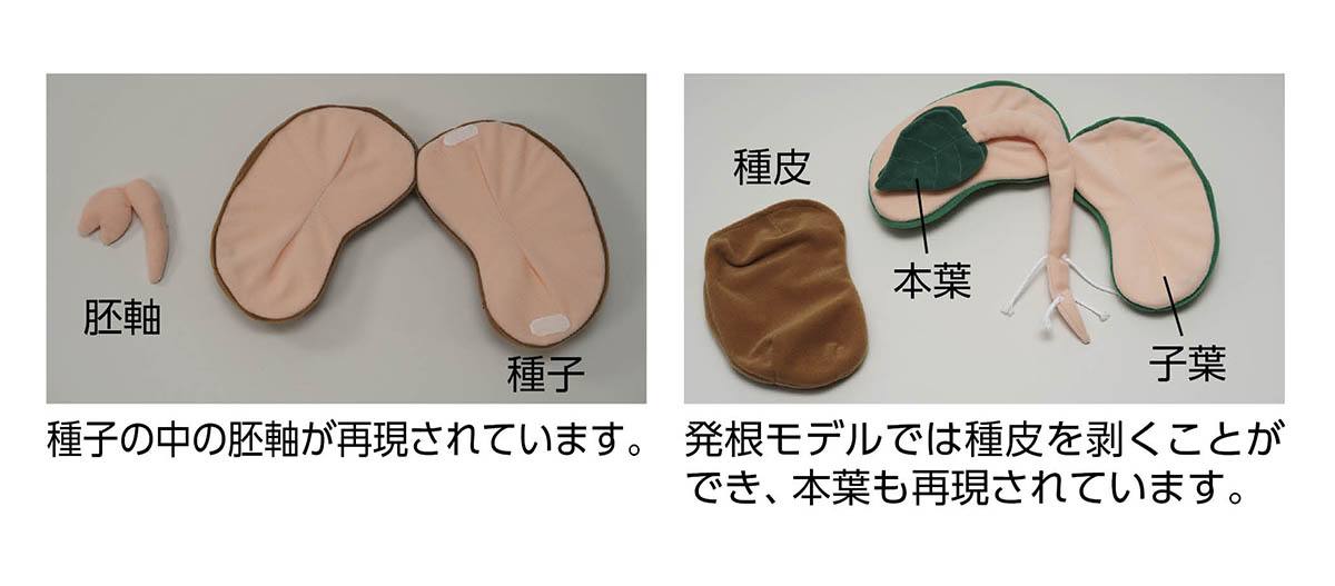 ロメオ種子 発芽 参考画像 種子発芽模型 SG【りかなび】ケニス株式会社
