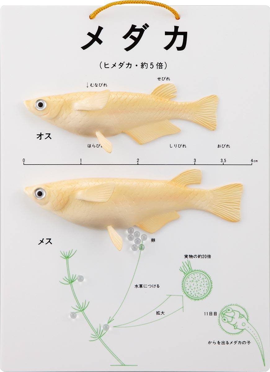 メダカの雌雄模型 MD【りかなび】ケニス株式会社