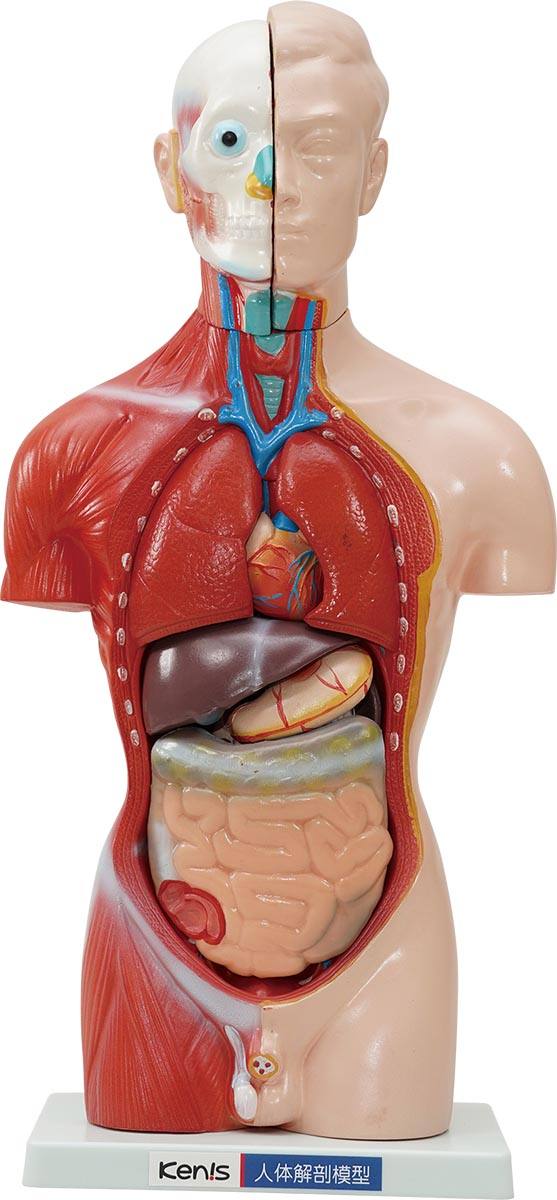 りかなび】人体解剖模型（トルソー型） (シリーズ) ｜必要な商品を今