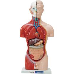 りかなび】人体解剖模型（トルソー型） (シリーズ) ｜必要な商品を今