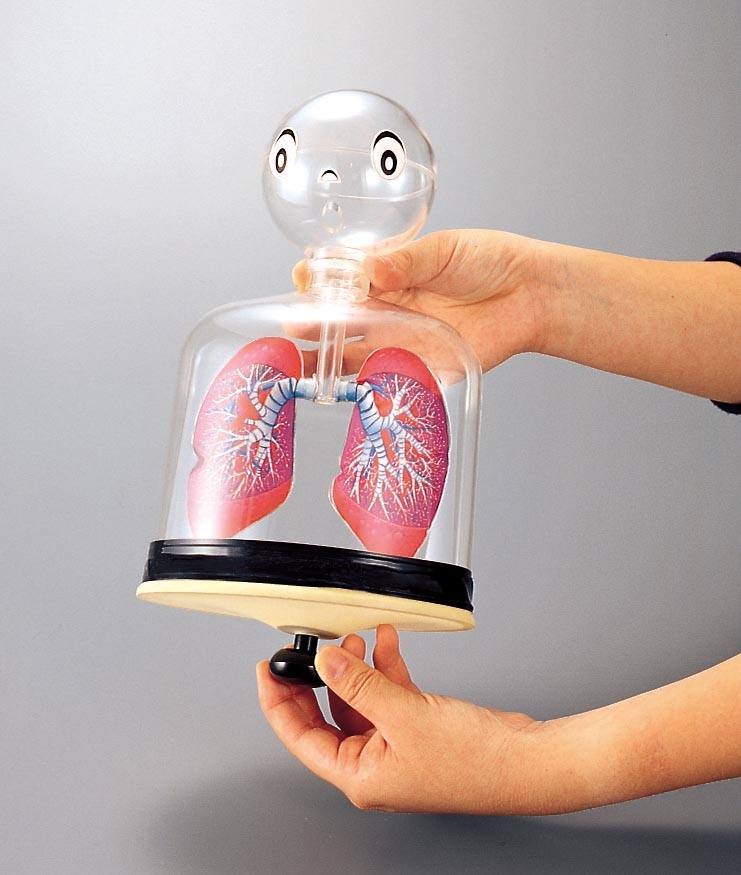 呼吸モデル実験器 MD【りかなび】ケニス株式会社