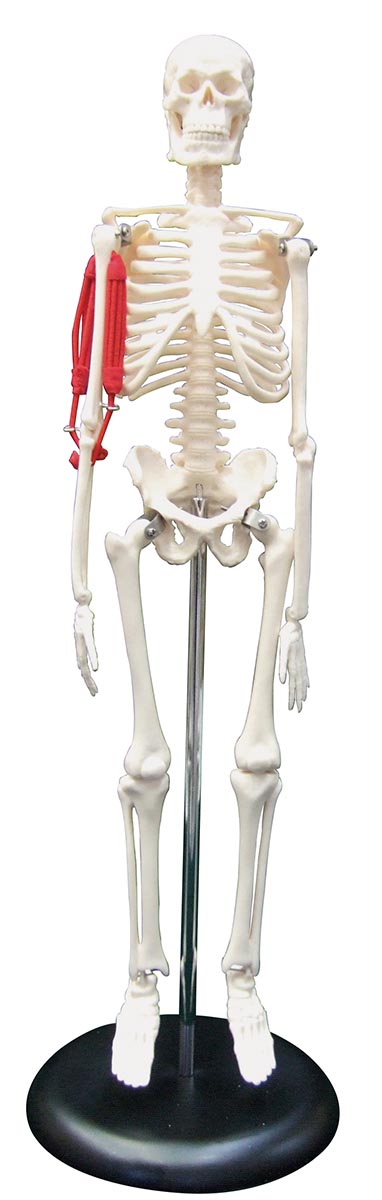 人体骨格模型 Amazon.co.jp: Kurflo 人体骨格模型 教育用 【176cm】 等身大 人体模型