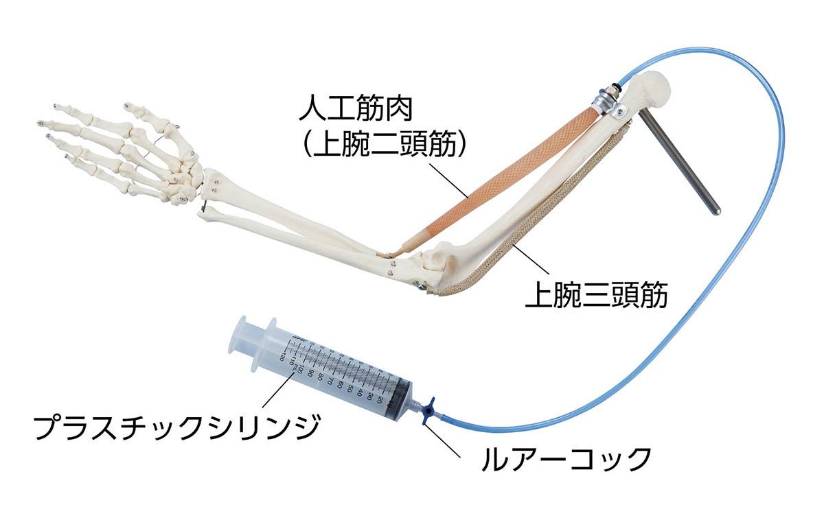 ※代表画像です。人工筋肉以外は付属していません。