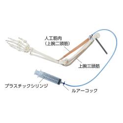 ※代表画像です。人工筋肉以外は付属していません。