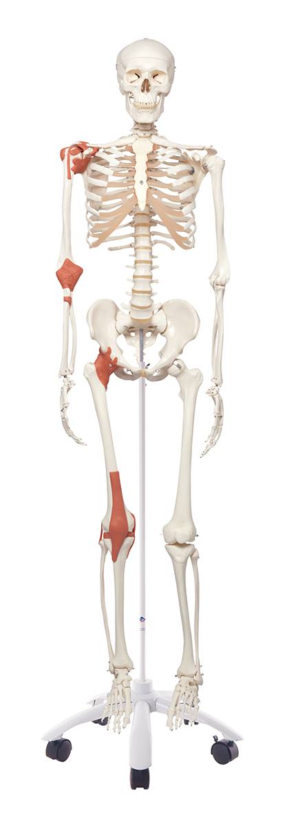 値引きする A12 顕微鏡 人体骨格模型 人体骨格模型 HS