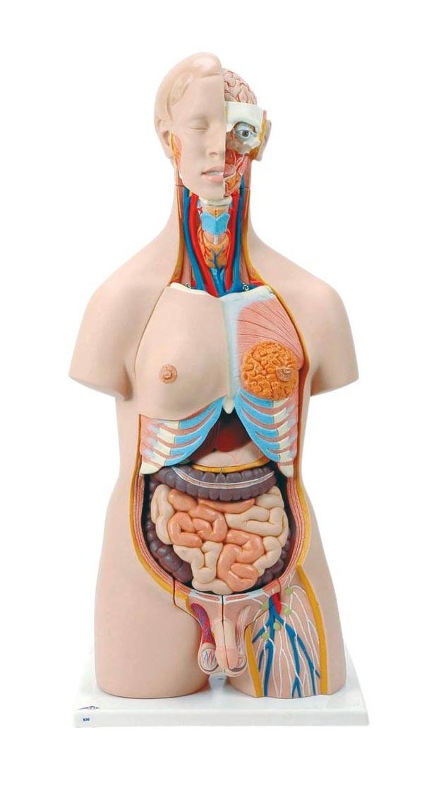 人体解剖模型