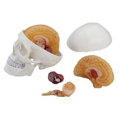 脳模型（頭蓋付） DM75【りかなび】ケニス株式会社